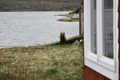 Ursus arctos middendorffi