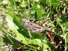 Arcyptera microptera