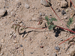 Astragalus acutirostris