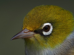 Silvereye photo 4