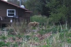 Ursus arctos middendorffi