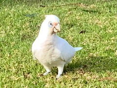 Cacatua sanguinea gymnopis