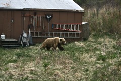 Ursus arctos middendorffi