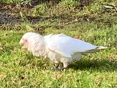 Cacatua sanguinea gymnopis