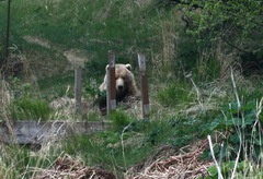 Ursus arctos middendorffi