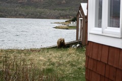 Ursus arctos middendorffi