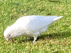 Cacatua sanguinea gymnopis