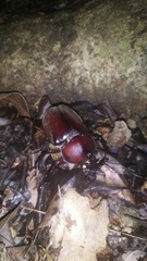 Trypoxylus dichotomus tsunobosonis