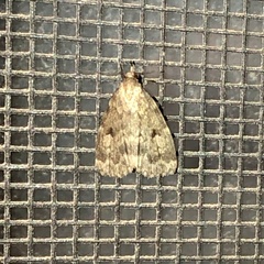 Parahypenodes quadralis