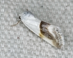 Ponometia binocula