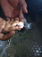 Hemidactylus platyurus