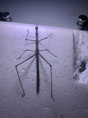 Anchotatus peruvianus