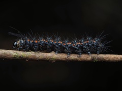 Nyctemera annulata × amicus