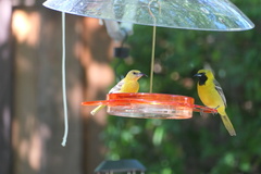 Icterus cucullatus nelsoni