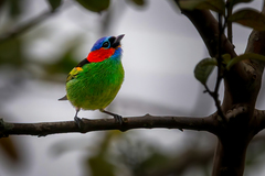 Tangara cyanocephala