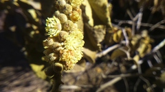 Croton ruizianus