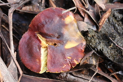 Gymnopilus purpuratus
