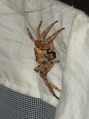 Araneus andrewsi