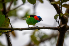 Tangara cyanocephala