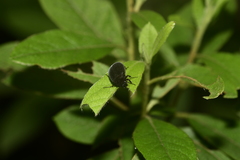 Maladera orientalis