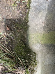 Amblystegium serpens