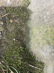Amblystegium serpens