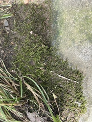 Amblystegium serpens