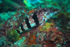 Hypoplectrodes nigroruber