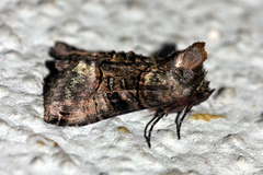 Abrostola tripartita