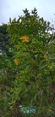 Hypericum subalatum