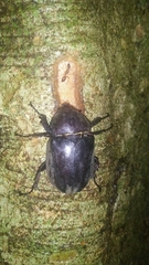 Trypoxylus dichotomus tsunobosonis