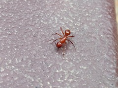 Camponotus schaefferi