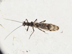 Zapada