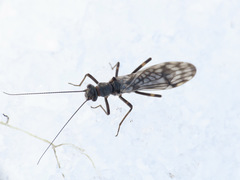 Zapada