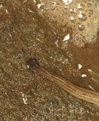 Bipalium pennsylvanicum