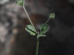 Eriogonum panamintense