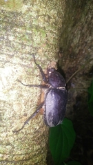 Trypoxylus dichotomus tsunobosonis