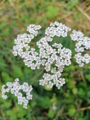 Achillea millefolium