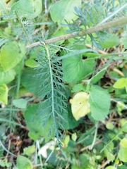 Achillea millefolium