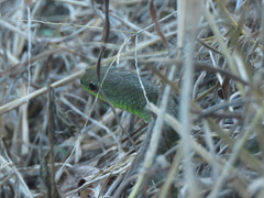 Mastigodryas danieli