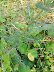 Achillea millefolium