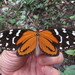 Melinaea lilis messatis - Photo (c) Lepidoptera Colombiana 🇨🇴, osa oikeuksista pidätetään (CC BY-NC), lähettänyt Lepidoptera Colombiana 🇨🇴