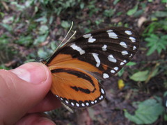 Melinaea lilis messatis