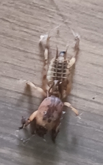 Neoscapteriscus abbreviatus