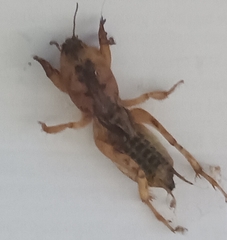 Neoscapteriscus abbreviatus