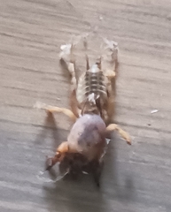 Neoscapteriscus abbreviatus