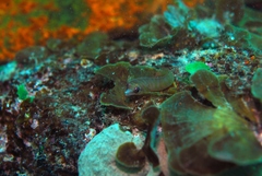 Aspasmogaster tasmaniensis