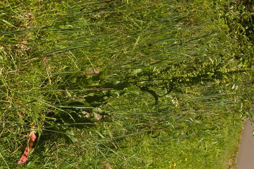 Rumex crispus, 2022-06-02