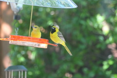 Icterus cucullatus nelsoni