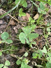 Atrichum angustatum